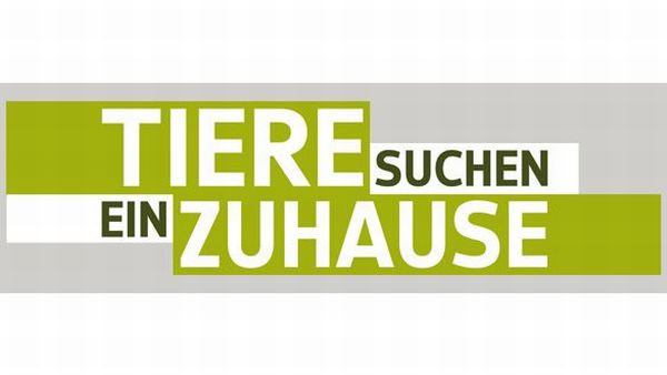 Tiere suchen ein Zuhause im Advent