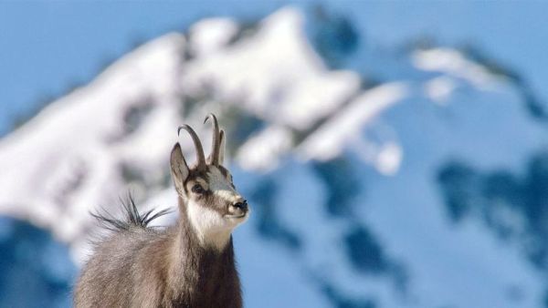 Erlebnis Erde: Winter am Alpenrand