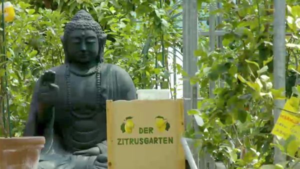 Der Traum vom Süden - Exotische Pflanzen in Österreich