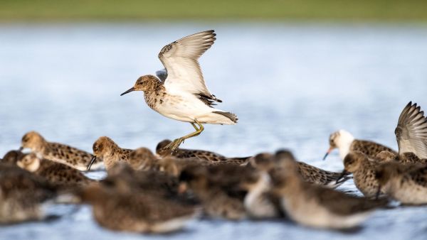 Die Magie der Vögel