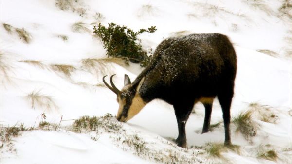 Wildnisse im Herzen Europas - Österreichs Nationalparks