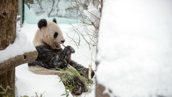 Schönbrunner Tiergeschichten - Leben im Zoo