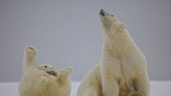 Amerikas Naturwunder: Nordalaska