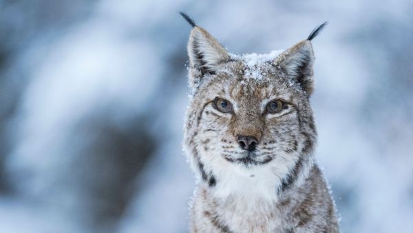 Rumäniens wilde Schönheit