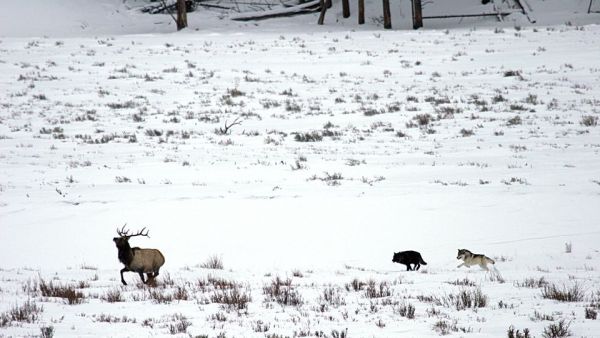 Yellowstone