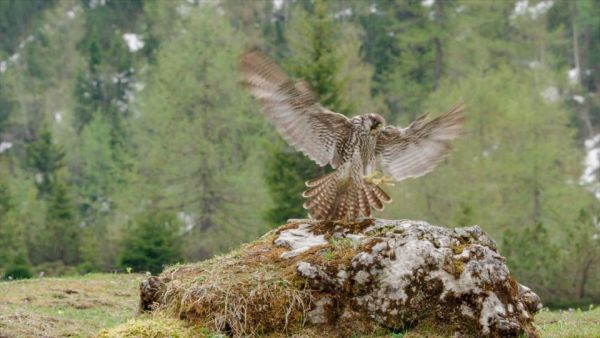 Naturparadies Seefeld - Im Reich des Wanderfalken