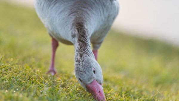 Von der Steppe in die Alpen - Vögel in Österreich