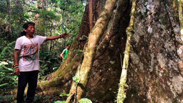 Ayahuasca-Boom in Brasilien