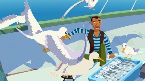 Zoom - Der weiße Delfin Zoom - Der weiße Delfin