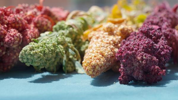 Quinoa – Genuss mit Beigeschmack