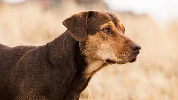 Die unglaublichen Abenteuer von Bella Die unglaublichen Abenteuer von Bella