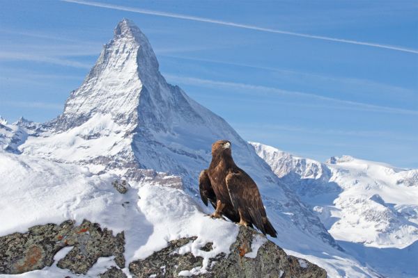 Die Alpen – Zauber der Wildnis