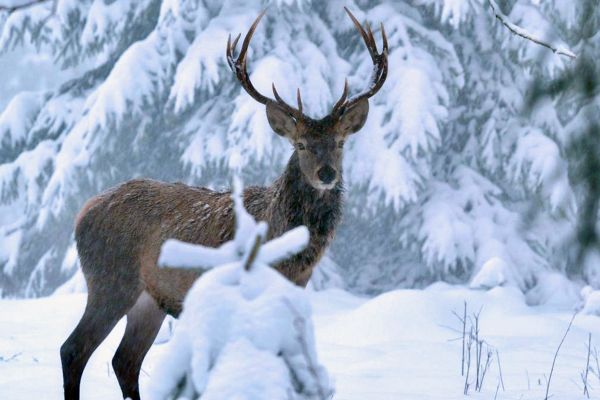 Winter am Alpenrand