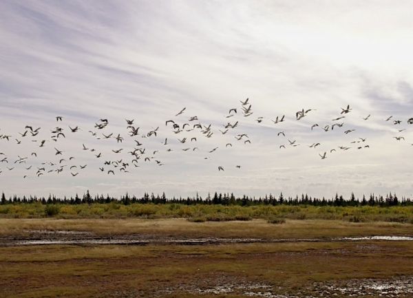 Sommerwildnis Hudson Bay