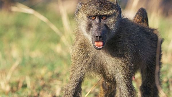 Serengeti - Wilde Geschichten aus der Savanne