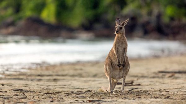 Australiens wilde Küsten