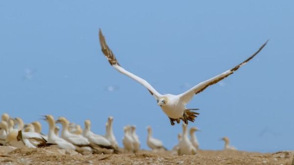 Tierische Freibeuter der Meere