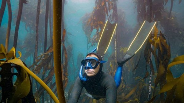 Der Kelpwald - Südafrikas geheimnisvolle Unterwasserwelt