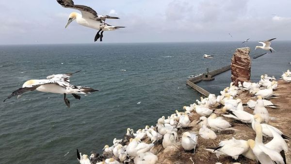 Helgoland - Wilde Welt am roten Felsen