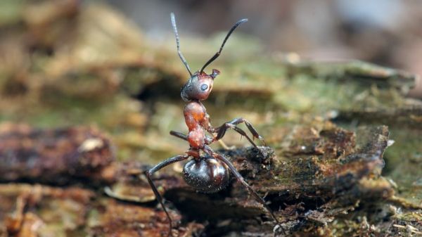 Fabelhafte Insekten