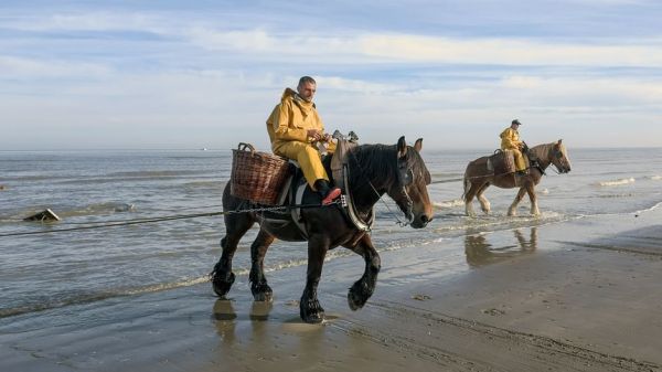 Leben an der Nordsee