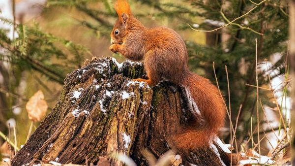 Unsere Wälder