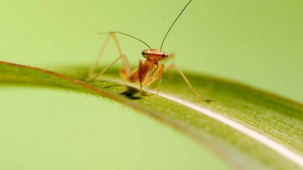 Insekten - Die Meister der Anpassung