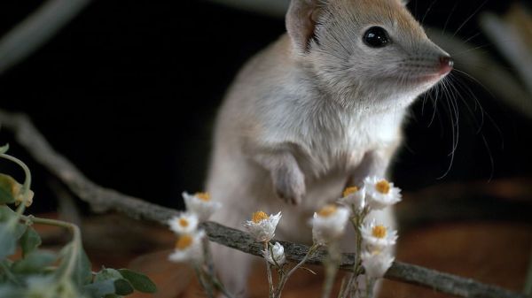 Wildes Australien, wie alles zusammenhängt