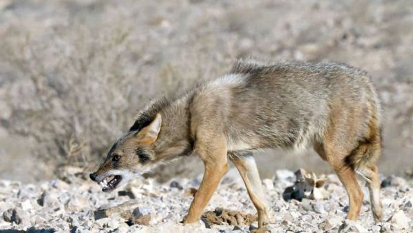 Wildkatzen und Wildhunde