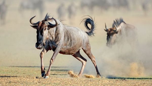 Wasserlöcher - Oasen für Afrikas Fauna