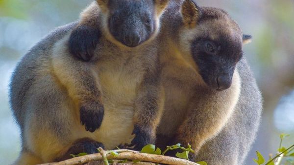 Baumkängurus im australischen Regenwald