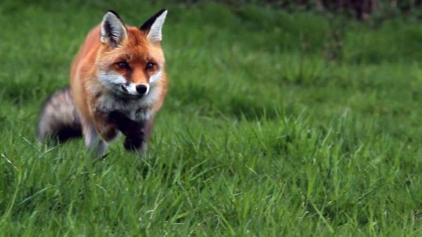 Frankreich - Wild und schön