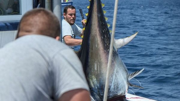 Re: Die Thunfischer von Andalusien