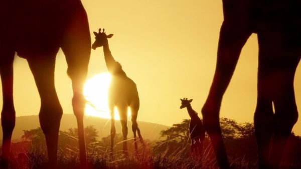 Serengeti - Wilde Geschichten aus der Savanne