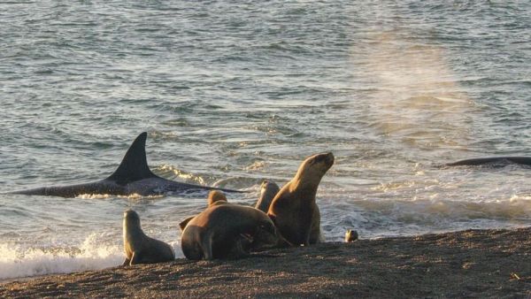 Tierische Freibeuter der Meere