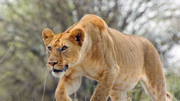 Serengeti - Wilde Geschichten aus der Savanne