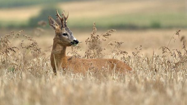 Wildes Deutschland