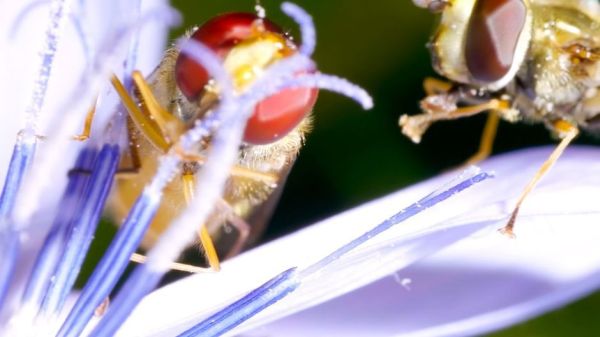 Insekten - Die Meister der Anpassung