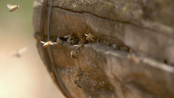 Die Bienenflüsterer