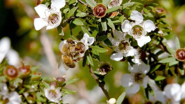 Die Bienenflüsterer