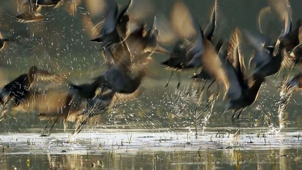 Frankreich - Wild und schön