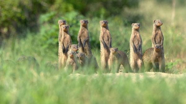 Serengeti - Wilde Geschichten aus der Savanne