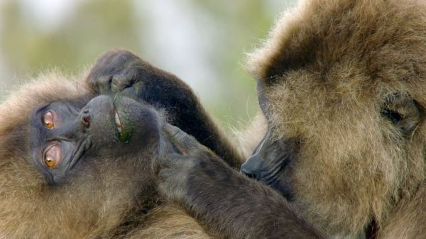 Die Sprache der Tiere