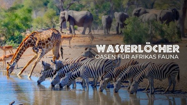 Wasserlöcher - Oasen für Afrikas Fauna