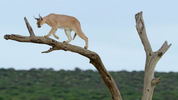 Wildkatzen und Wildhunde