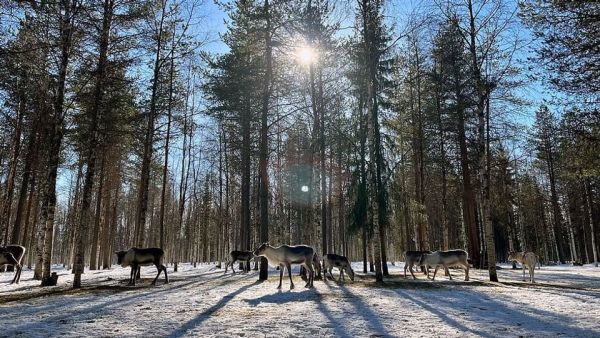 Finnland - Winter im hohen Norden