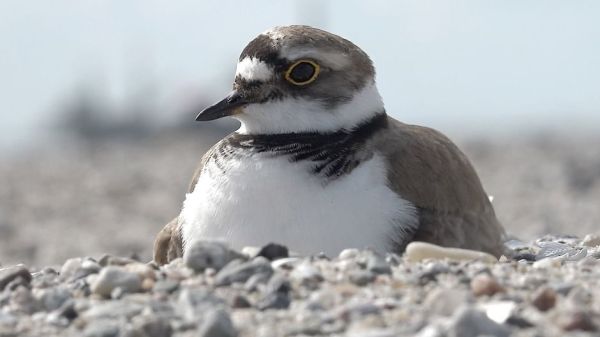 Niederlande: Neue Naturinseln im Markermeer