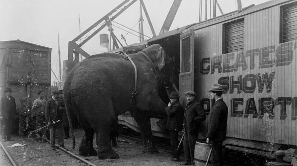 Fritz, der Elefant - Eine tragische Geschichte