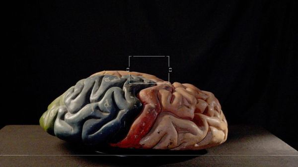 Homo animalis - Studie einer skurrilen Spezies