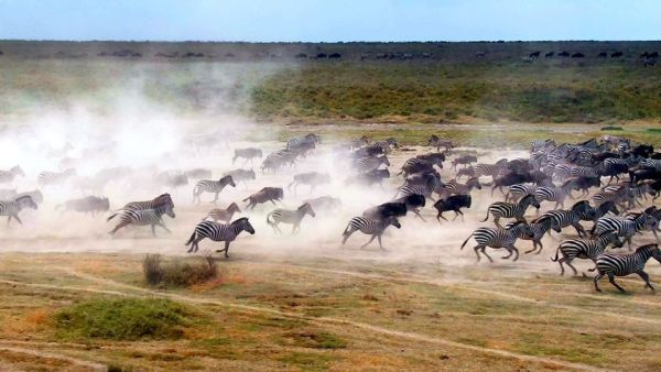 Serengeti - Wilde Geschichten aus der Savanne